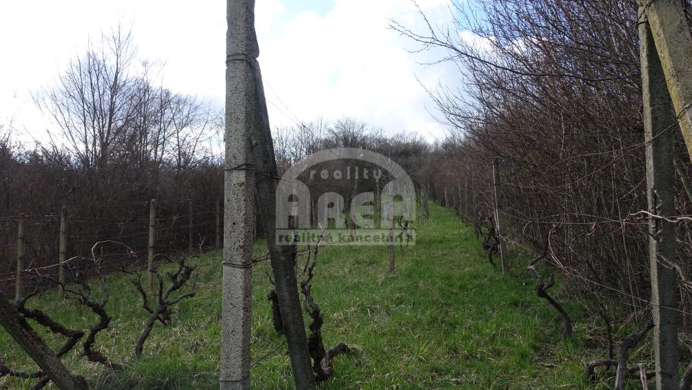 Krásna slnečná vinica v kat. území obce Kaluža