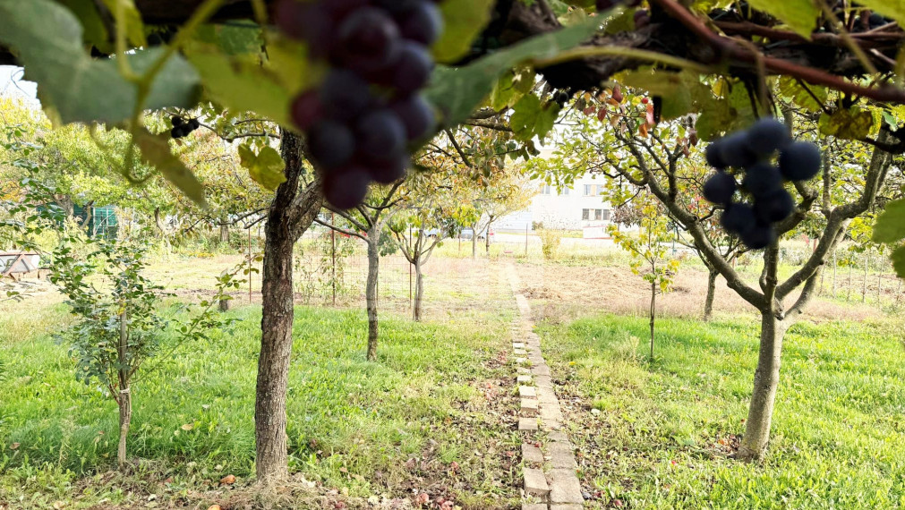 Krásna záhradka na Továrenskej ulici v Michalovciach