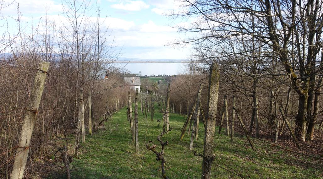 Krásna slnečná vinica v kat. území obce Kaluža