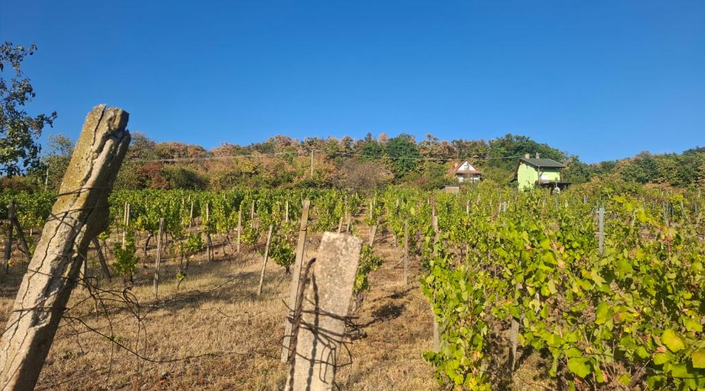 Vinohradnícka idylka nad obcou Vinné