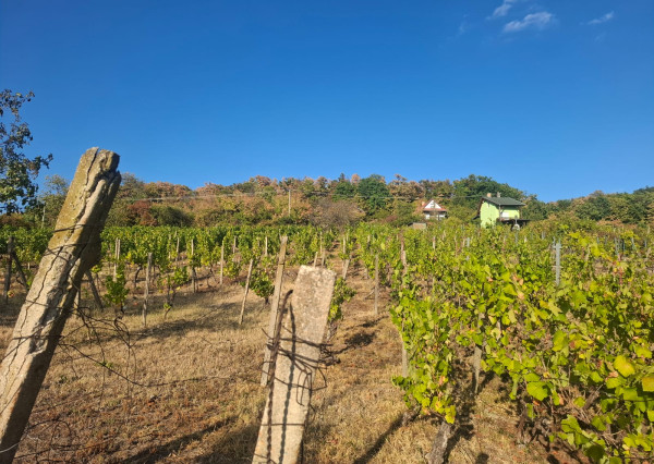 Vinohradnícka idylka nad obcou Vinné
