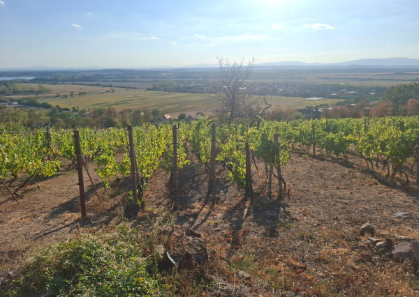 Vinohradnícka idylka nad obcou Vinné